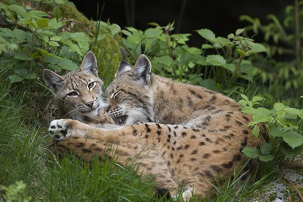 Luchse Luchse im Nationalpark Bayerischer Wald
